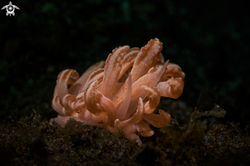 A NUDIBRANCH