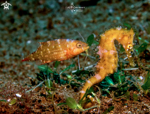 A Hippocampus histrix (Kaup, 1856)  | Thorny Seahorse