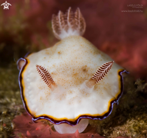 A Nudibranch