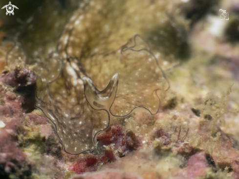 A Phrikoceros mopsus | Reticulated Flatworm