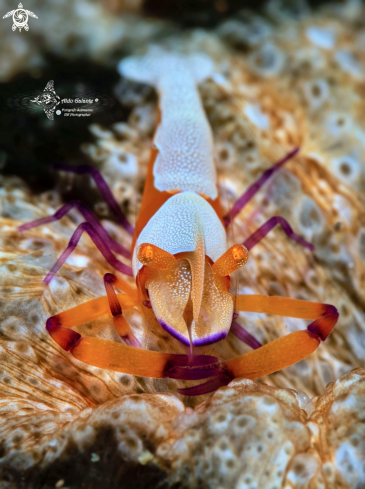 A Zenopontonia rex (Kemp, 1922)  | Emperor Shrimp