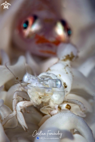 A Bryaninops yongei - Pontonides ankeri | Coral whip dwellers