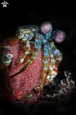 A  Odontodactylus scyllarus | manthis shrimp