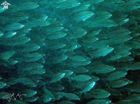 A Pelates sexlineatus | Eastern Striped Trumpeter