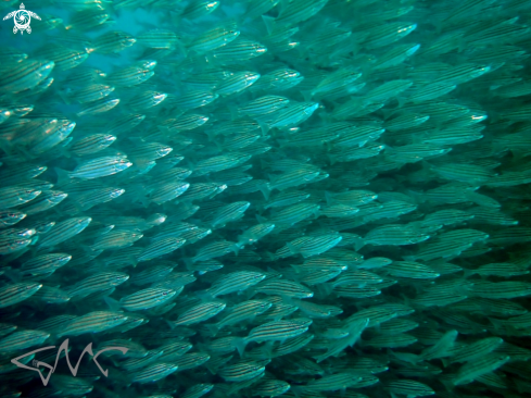 A Pelates sexlineatus | Eastern Striped Trumpeter