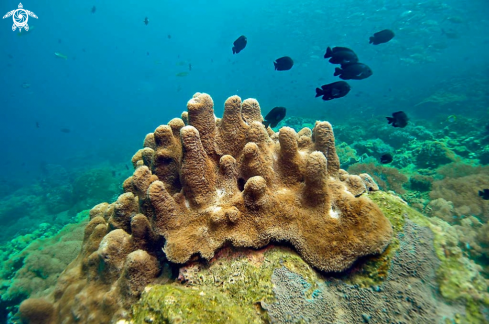 A stony coral