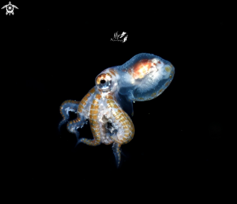 A Larval octopus 