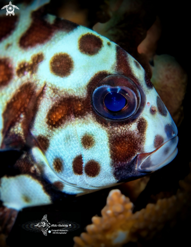 A Plectorhinchus chaetodonoides (Lacepède, 1801) | Harlequin Fish