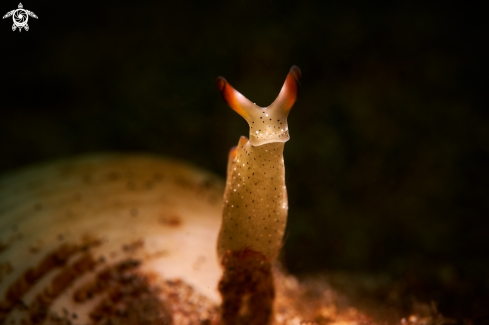 A NUDIBRANCH