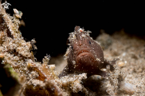 A Antennarius pictus | Painted frogfish