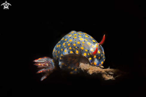 A Hypselodoris infucata | Hypselodoris infucata