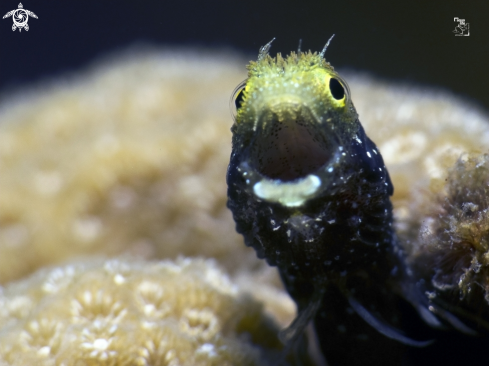 A Spinyhead Blenny