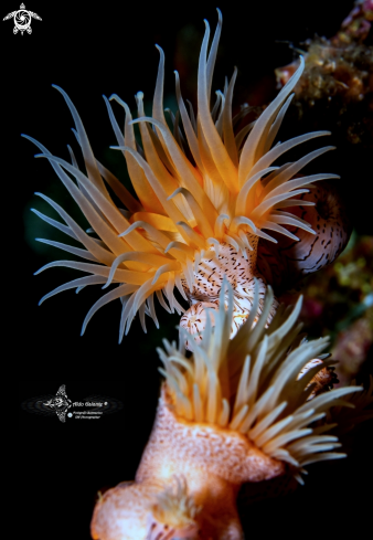 A Nemanthus annamensis (Carlgren, 1943) | Leopard Anemone