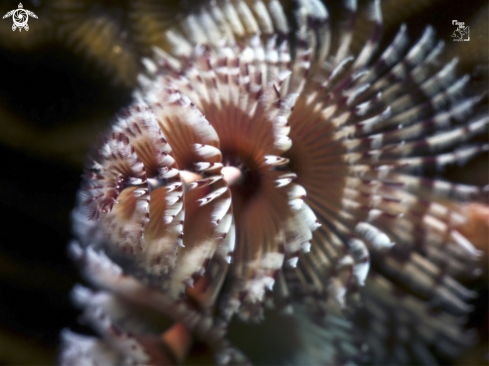 A Christmas Tree Worm