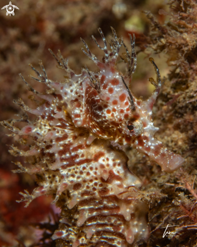 A Hippocampus guttulatus | Seahorse