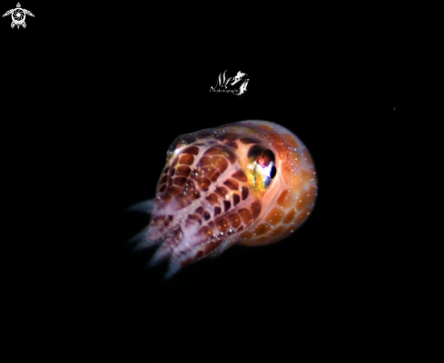 A Juvenile Squid 