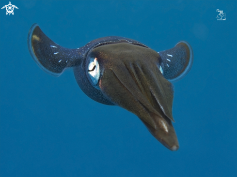 A Sepioteuthis sepioidea | Caribbean Reef Squid