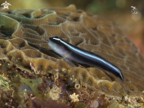 A Caribbean Neon Goby