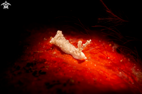 A Bulbaeolidia cf. alba | NUDIBRANCH