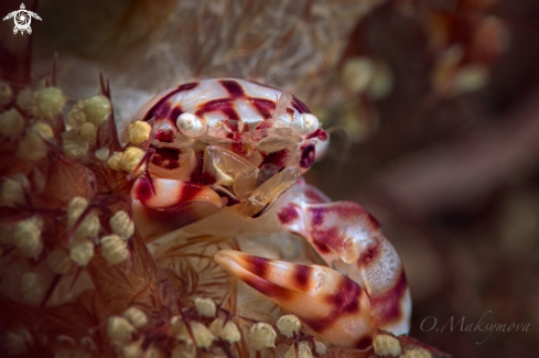 A Soft Coral Porcelain Crab (Lissoporcellana nakasonei)
