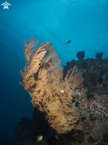 A sea fan