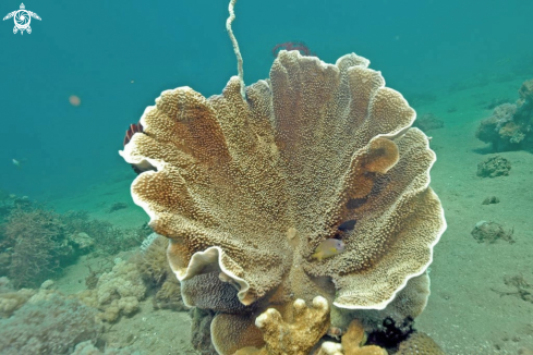 A stony coral