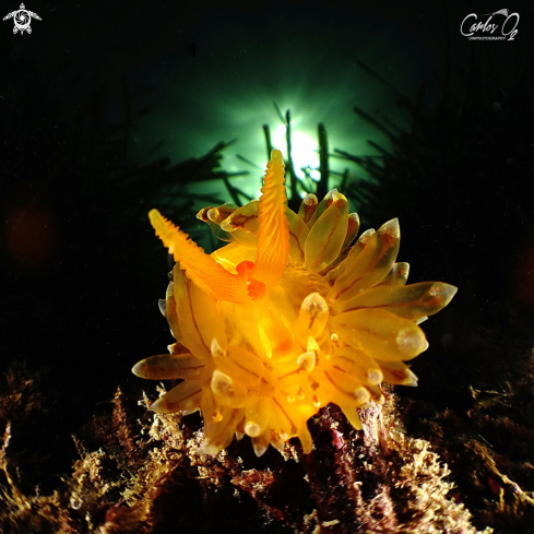 A Antiopella Cristata | Nudibranch