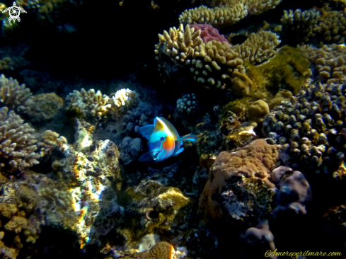 A Chlorurus sordidus | Pesce pappagallo