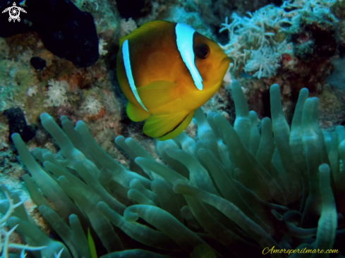 A Amphiprion bicinctus. | Pesce pagliaccio