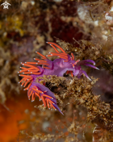 A Flabellina ischitana | Flabellina ischitana