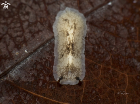 A Sharp Eye Flatworm