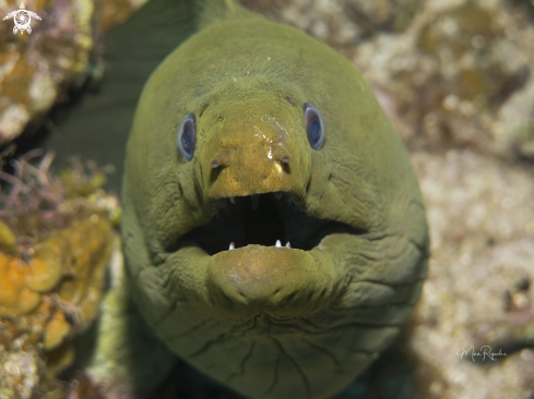 A Gymnothorax funebris | Green Moray