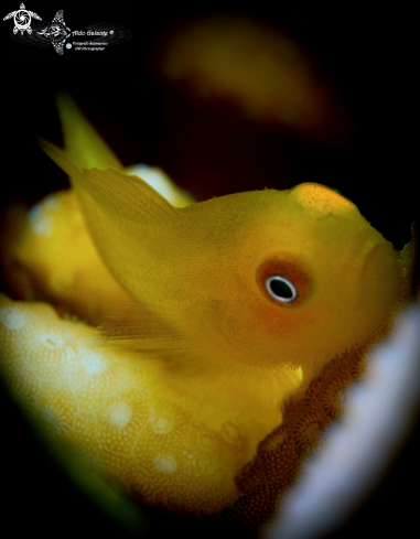 A Emerald Coral Goby