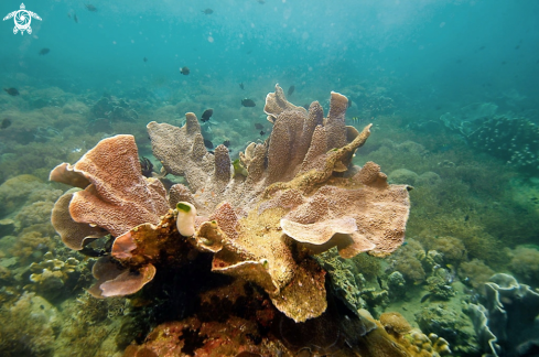 A stony coral