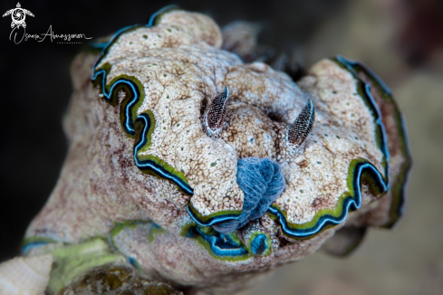 A Nudibranch