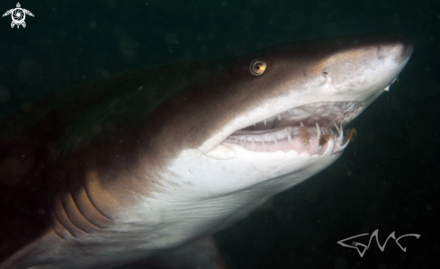 A Carcharias taurus | Grey Nurse Shark