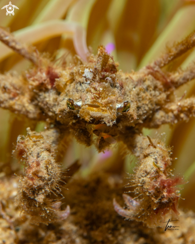 A Inachus phallangium | Spider Crab