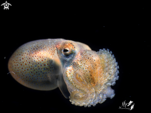 A Juvenile octopus 