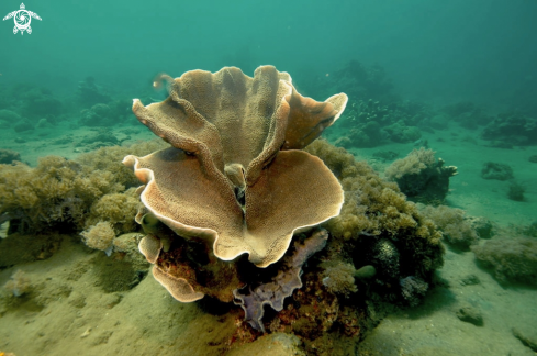 A stony coral