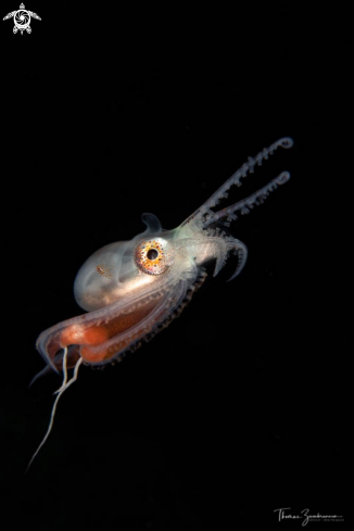 A Blanket Octopus 