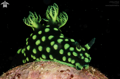 A Nembrotha cristata