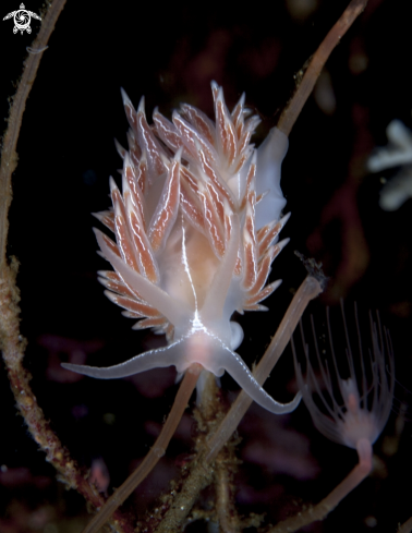 A Fjordia lineata 