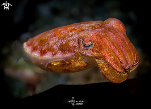 A Cuttlefish