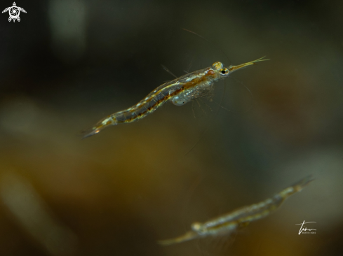 A Leptomysis buergii | Floating shrimp
