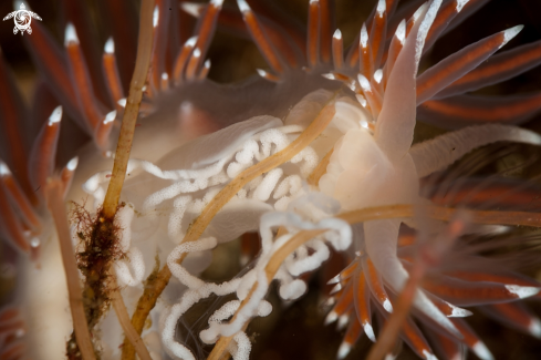 A Fjordia lineata | Fjordia lineata