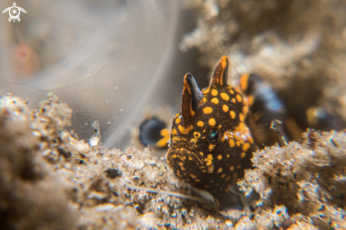 A Antenarius maculatus | Warty frogfish