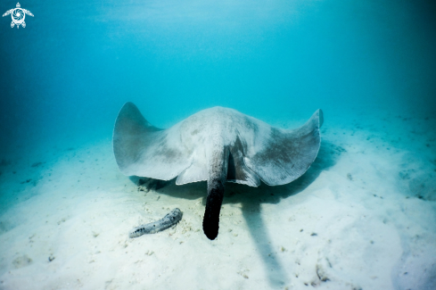 A Pink whipray