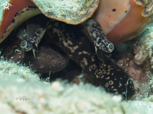 A Queen Conch