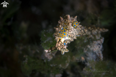 A Sea Slug  Oxynoe kylei