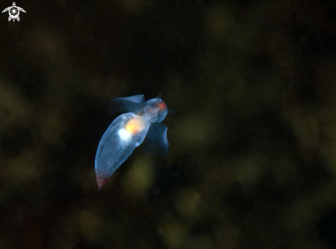 A Clione limacina | Sea angel